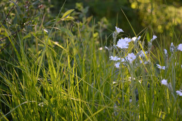 Grassy flowers