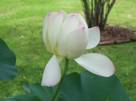 flowers of the Laura plantation