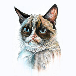 Tard the Grumpy Cat