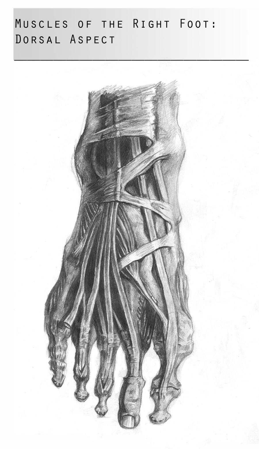 Muscles of the Foot