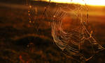 Spiderweb in the autumn light by darthvulture