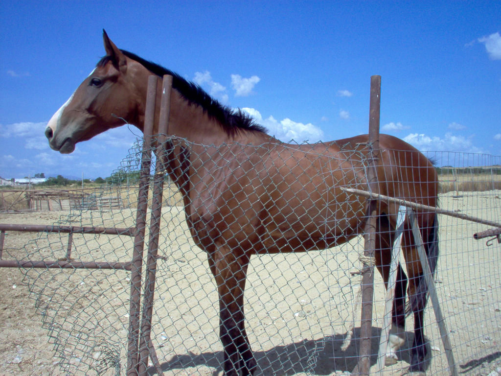 horse posing stock