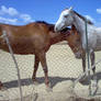 Couples horses stock 2