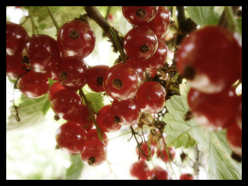 Currants