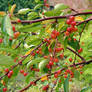 Cherries