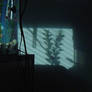 Shadow fishy