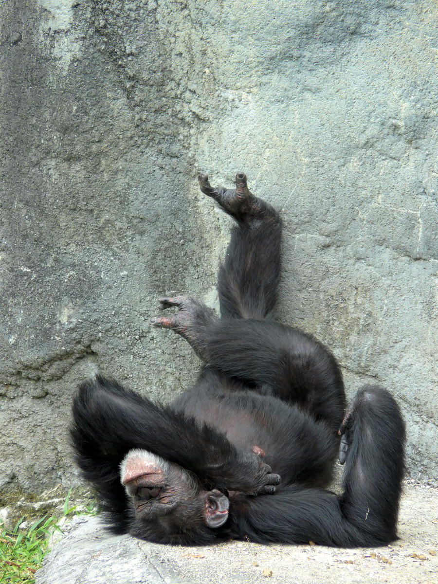 Bored Miami Metrozoo chimp