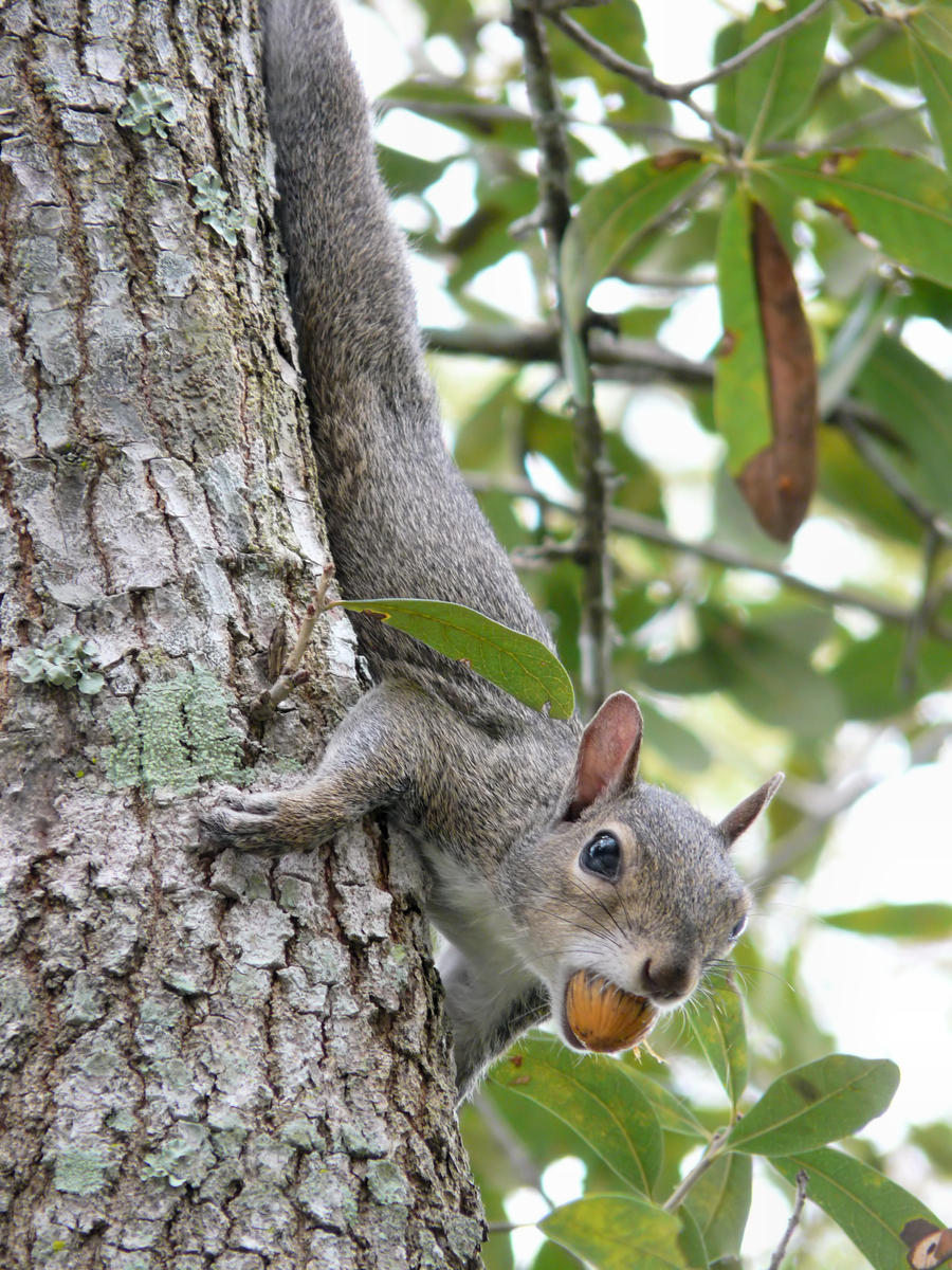 Squirrel on tree