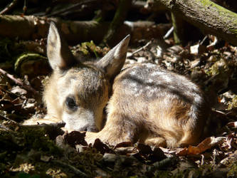 Little fawn