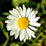 Daisy