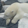 Polar Bear-2