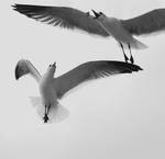 Seagull Catch by jennalynnrichards