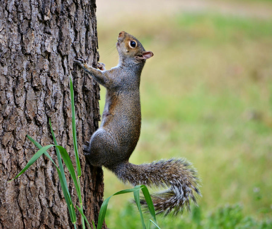 Squirrel Pose 2