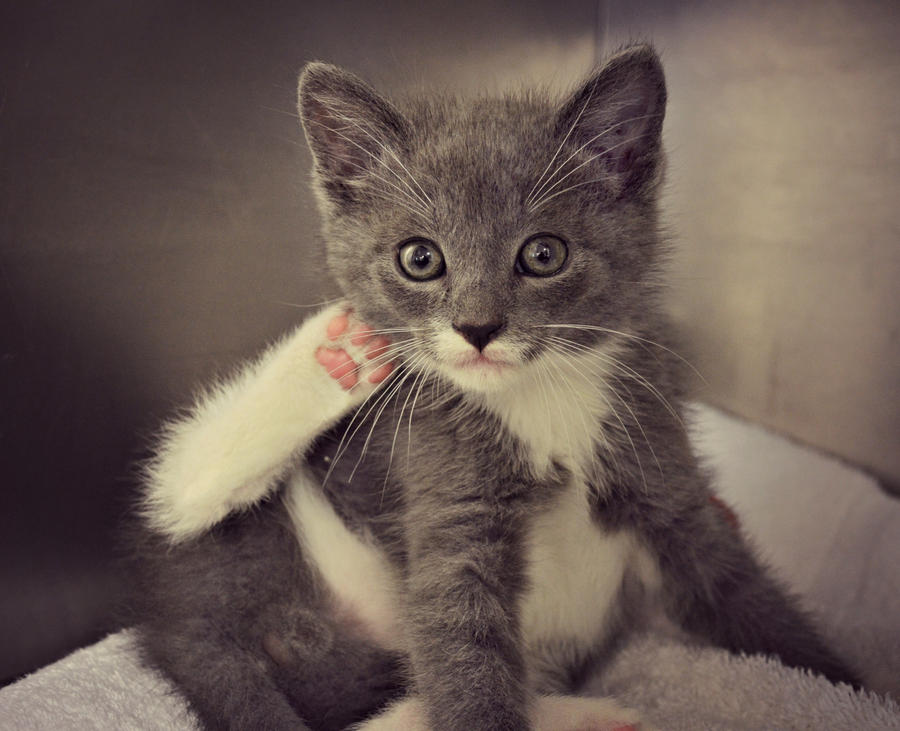 Oh Hai by jennalynnrichards Oh Hai by jennalynnrichards