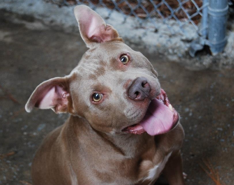 Happy Pitbull