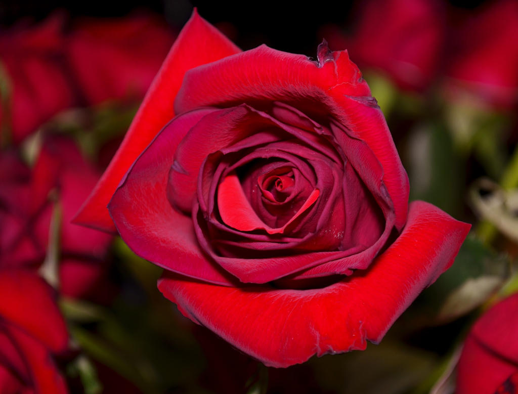 High Center Roses Center Rose by jennalynnrichards on DeviantArt