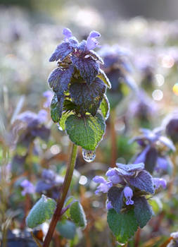 Purple Wildflowers