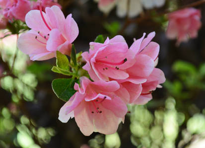 Spring Azaleas