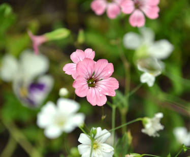 Baby Pink