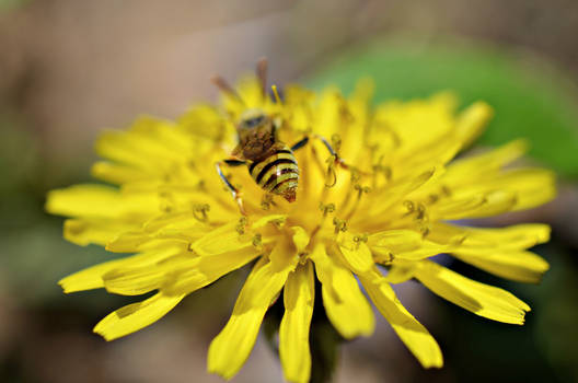 Dandelion Bee