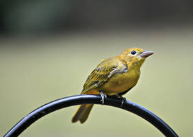 Summer Tanager