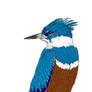 Kingfisher