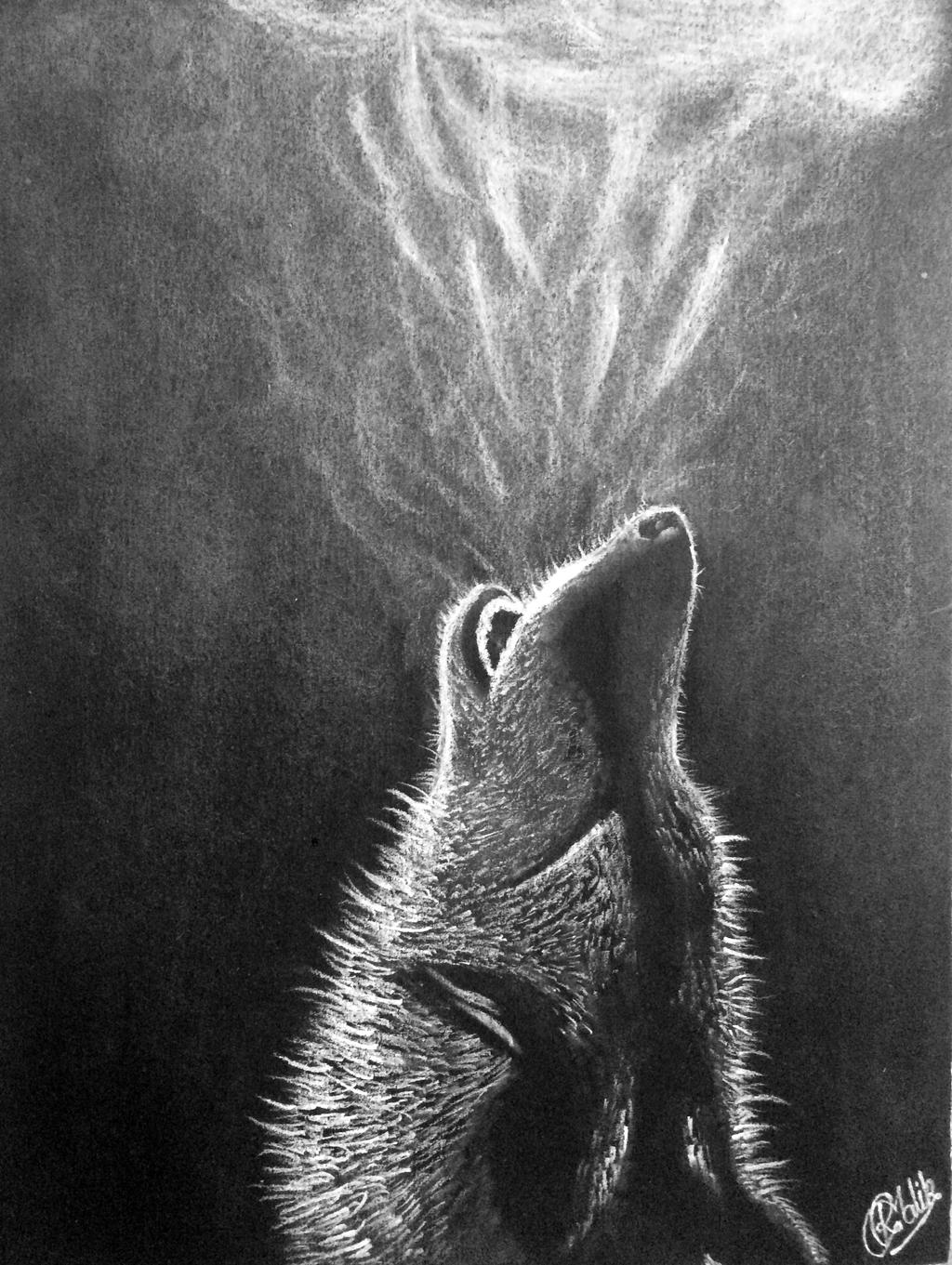 Howl (White charcoal on black paper) by rakeshmalik91 on DeviantArt