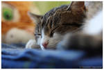 Sleeping cat by krzysztofr