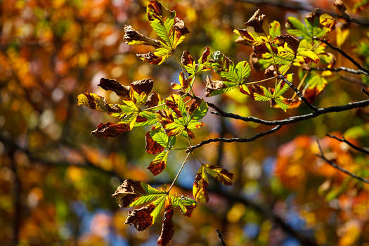 Leaves II