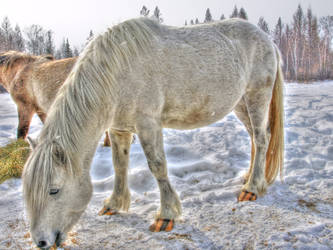 Horse in HDR