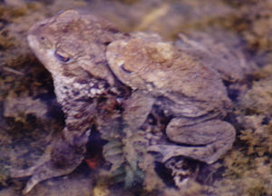 Toads mating