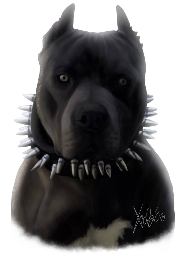 black blue pitbull portrait by