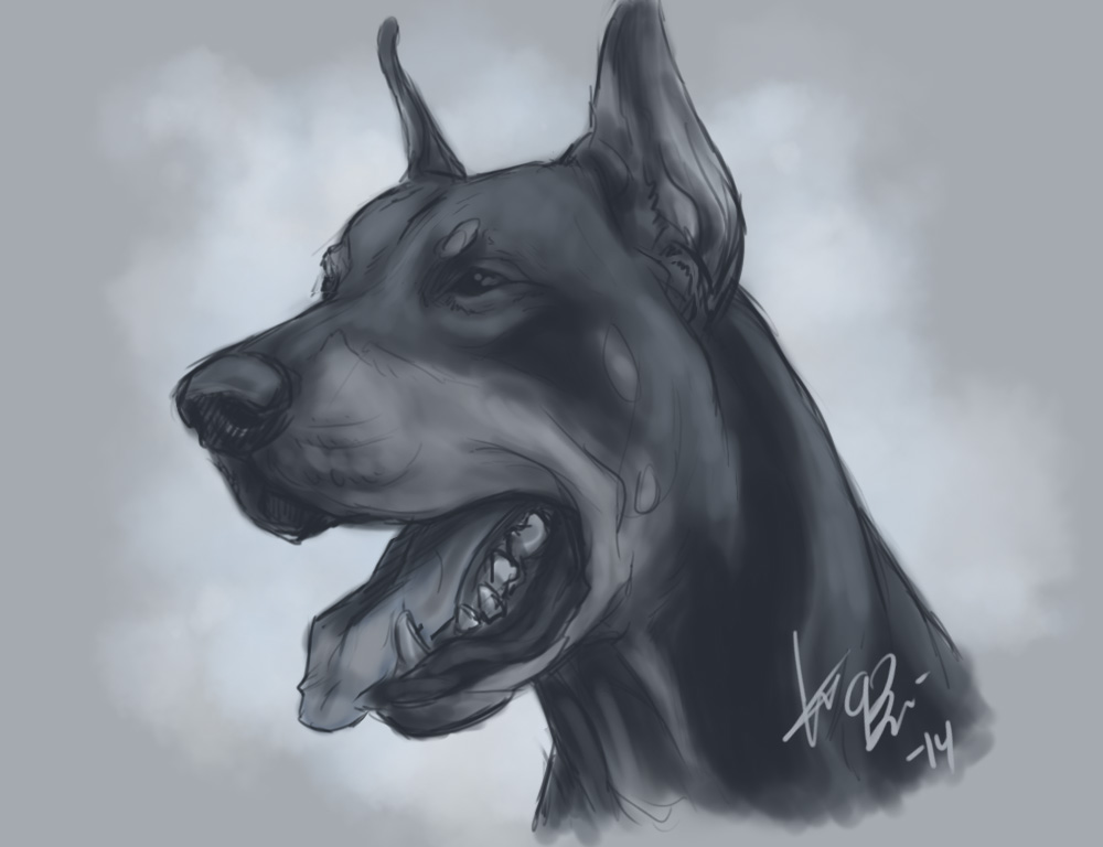 Doberman Pinscher