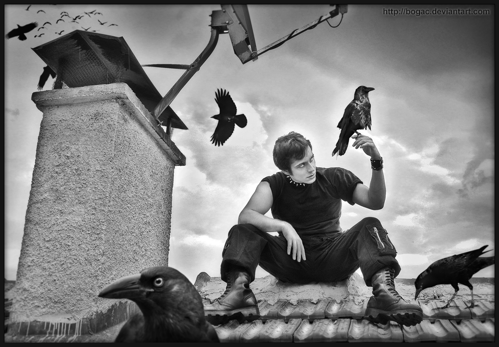 THE MAN WHO KNOWS ABOUT CROWS by bogac