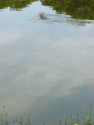 Gator Swimming Away