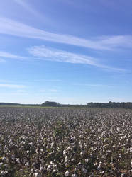 Cotton Field