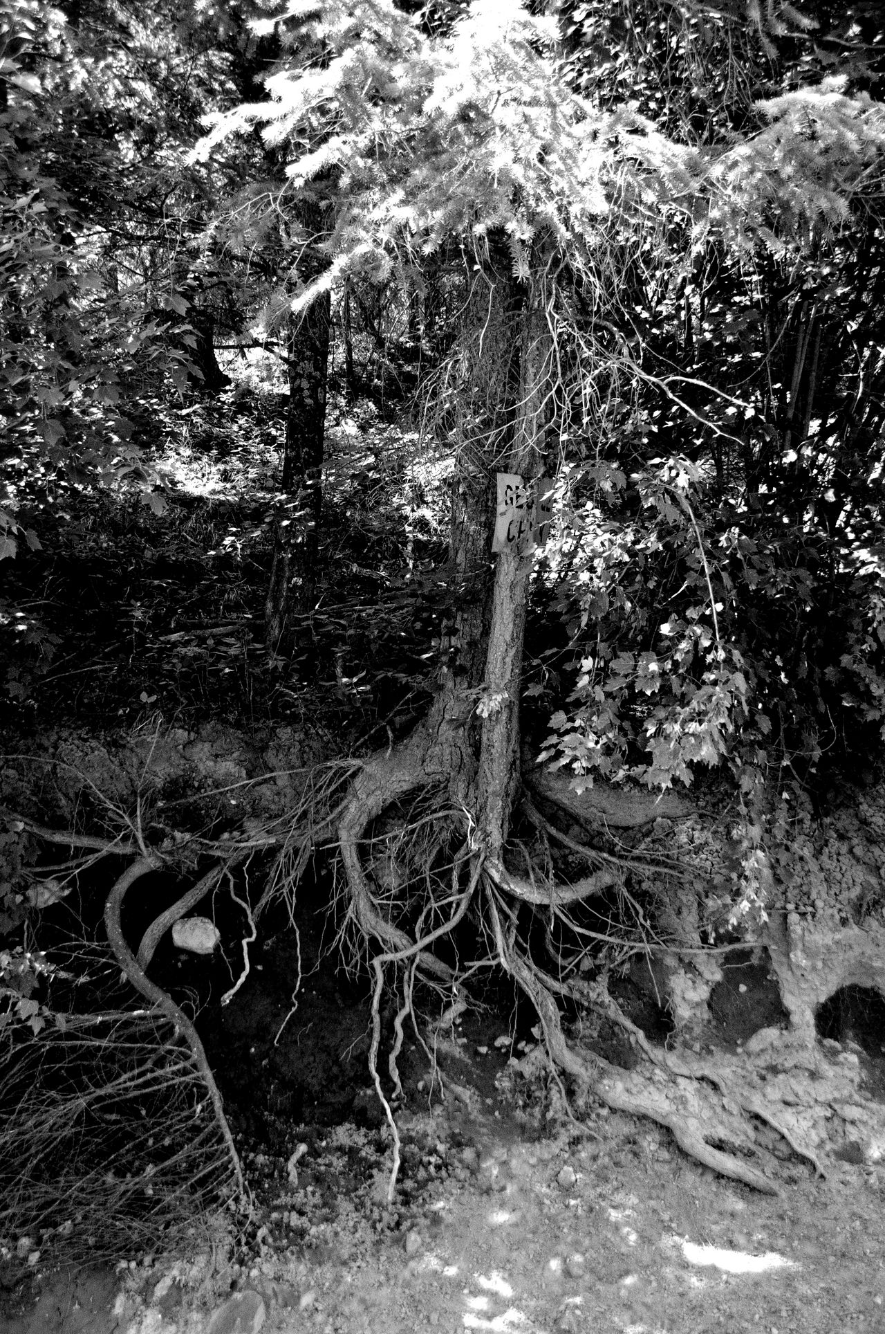 The Need for Roots 2 by DuracellEnergizer on DeviantArt