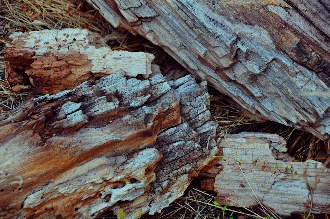 Dead Wood 10 by DuracellEnergizer on DeviantArt