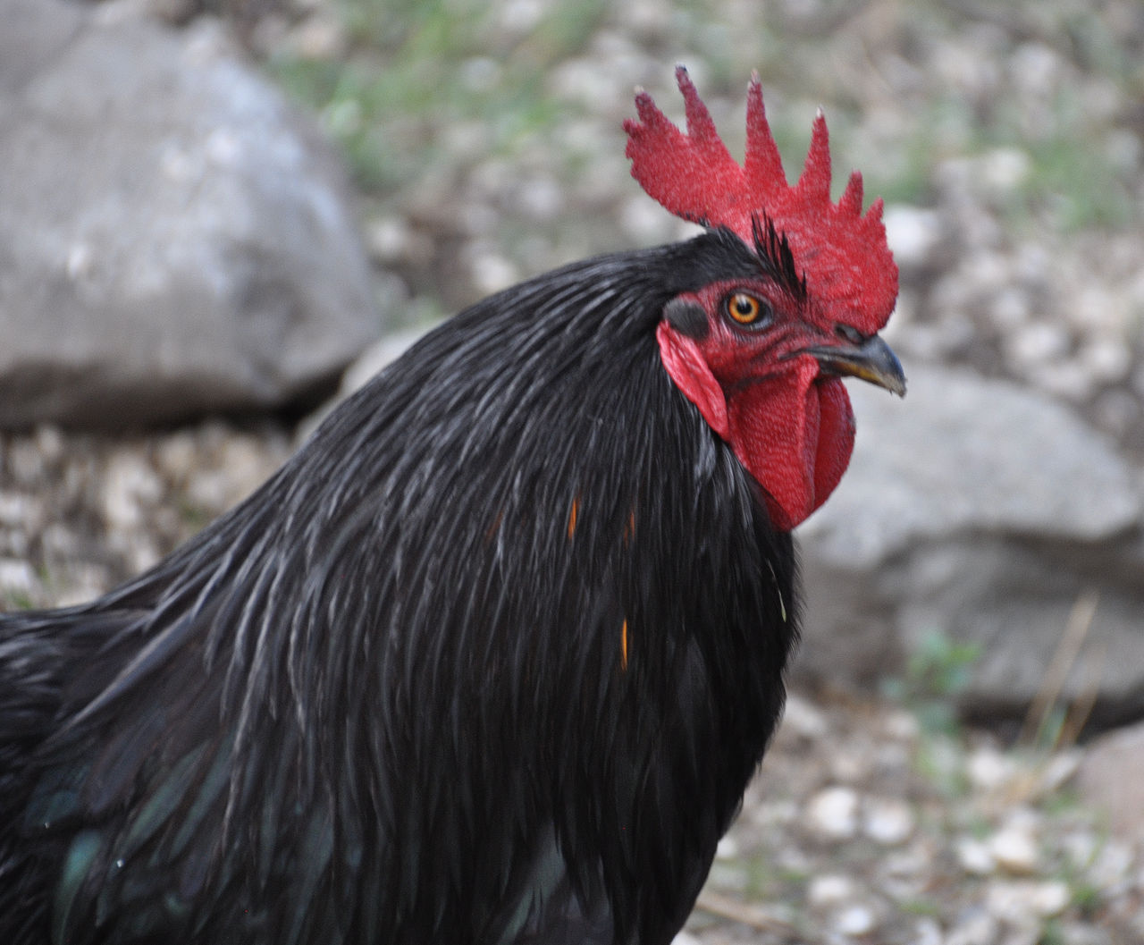 Big Black Cock 2 By DuracellEnergizer On DeviantArt big-black-cock-2-by-duracellenergizer-on-deviantart
