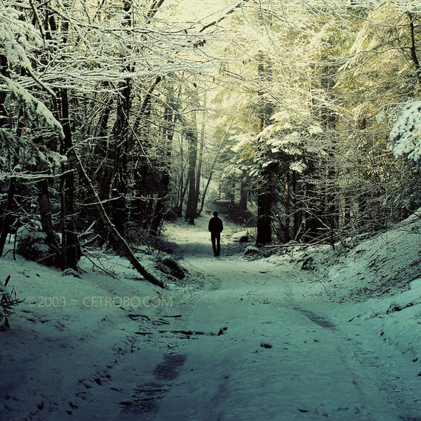 THE MAN ON THE FOREST by cetrobo