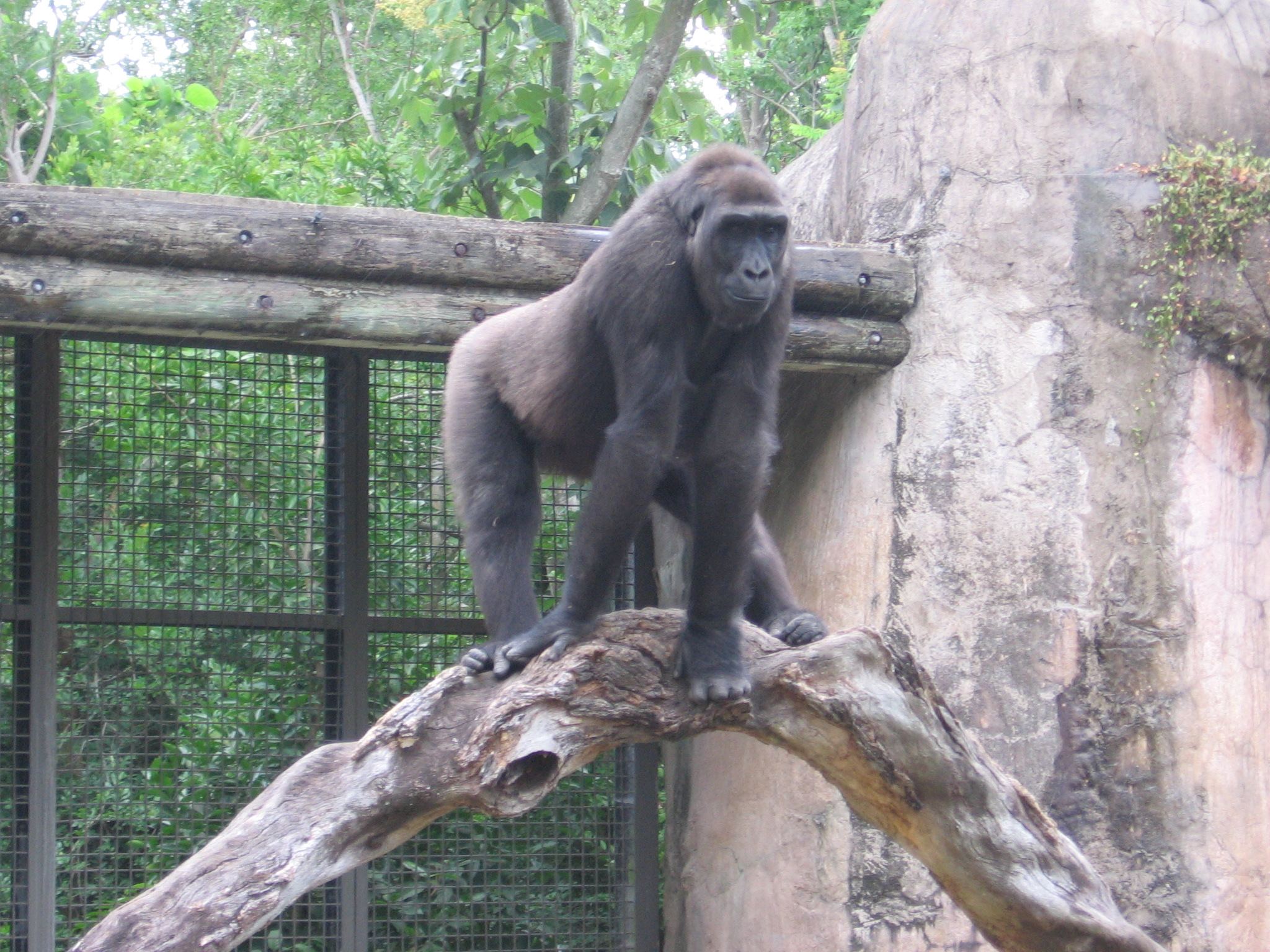 Gorilla