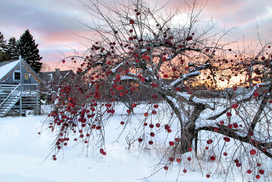 Apple Tree