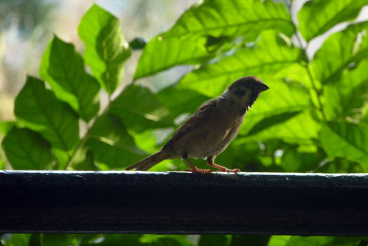 Bird Photo 4