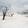 Stock image: Charred Trees