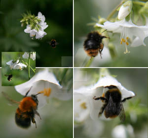 Flight of the bumblebee