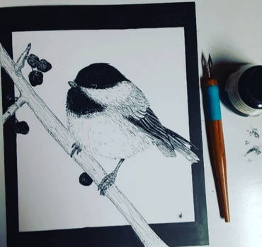 Chickadee 