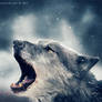 prowling wolf