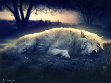 solitary wolf