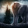 Wolf And Winter