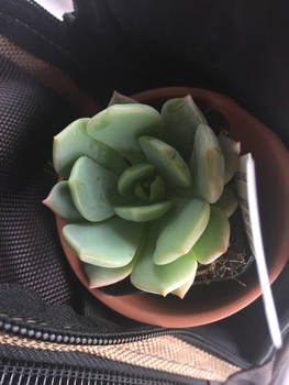 succulent c: